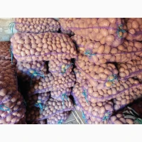 Продам картоплю Белароса
