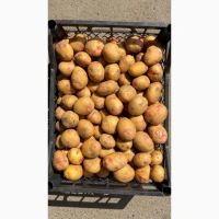 Продам насіннєву картоплю, сорт Пікассо