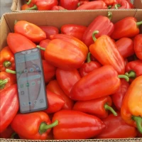 Продам перець