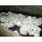 Мицелий шампиньонов