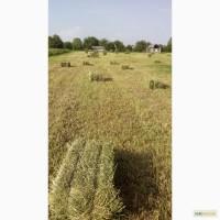 Продам тюковану люцерну