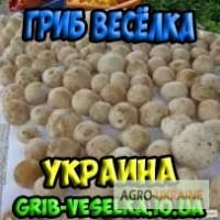 Качественная настойка гриба веселка 750гр на 3-х литровую банку