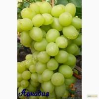 Саженцы винограда