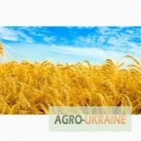 Покупаем пшеницу урожая 2019