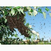 Куплю бджолині рої