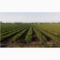 Продам саженцы клубники - сорта хоней альба роксана соната