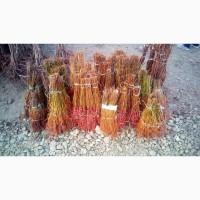 Продам подвой абрикоса, айвы японской, алычи, груши