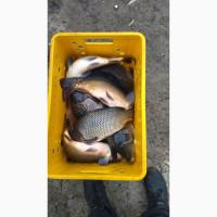 Реалізуємо живу рибу, короп, карась, щука, товстолоб