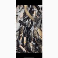 Реалізуємо живу рибу, короп, карась, щука, товстолоб