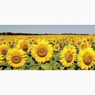 Насіння соняшнику Толедо SU (толерантний до гранстару)