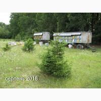 Продам пасеку 56 семей с ульями