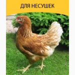 Комбикорм тм топ корм, щедра нива