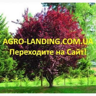 Саженцы сакуры, плакучей березы, катальпы Нана, плакучей шелковицы