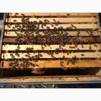 Неплодные матки бакфаст Карника кавказянка итальянская