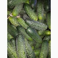 Продам качественный огурец