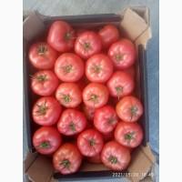 Томаты тепличные и грунтовые