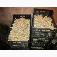 Продам на посадку ярий часник Сабаголд, Терадор, Сімонетті, Прованс Донецька обл