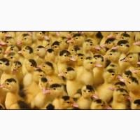 Продам инкубационные яйца