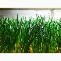 Продам зелену цибулю перо лук перо зелень