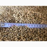 Насіння ранньої сої