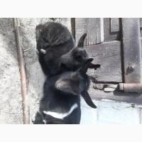 Продам козочек дойных коз и козликов породистых