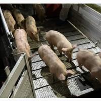 Продаж поросят. Купити поросят зі свинокомплексу