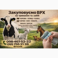 Куплю ВРХ (КОРОВЫ, БЫКИ, ЛОШАДИ) Живым весом, Житомир, Житомирская обл
