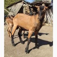 Продам козлика молодого альпийского типа на племя