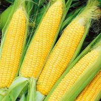 Продам кукурудзу, вологість 14, очищена