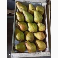 Продам грушу крупная