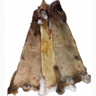 Закуповую! шкірки кролика