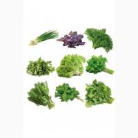 Регулярное производство зелени (Укроп, петрушка, шпинат, руккола, мята, салат оптом), Киев