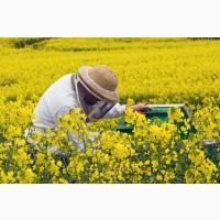 Травневий мед