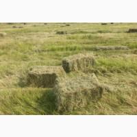 Продам сіно, в тюках