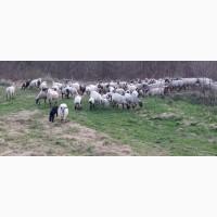 Вівці, барани, ягнята