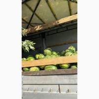 Продам арбуз