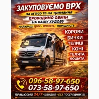Закуповуємо ВРХ На М#039;ясо. Корови Коні. Бички.Телиці. ТЕЛЯТА
