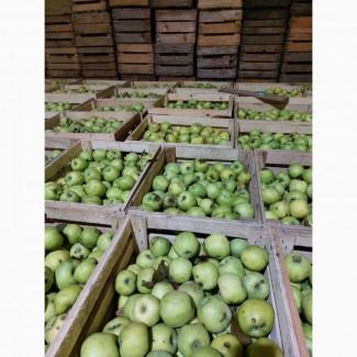 Продам яблука на сушку, сік, пюре