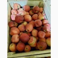 Продам яблука на сушку, сік, пюре