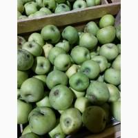 Продам яблука на сушку, сік, пюре