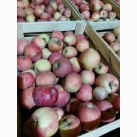 Продам яблука на сушку, сік, пюре