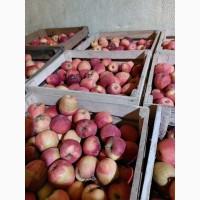 Продам яблука на сушку, сік, пюре