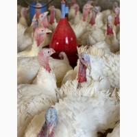 Продаж добових індичат Біг-6 широкогрудий