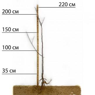 Саджанці сливи Богатир - 2-річний