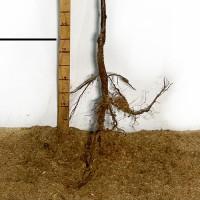 Саджанці сливи Богатир - 2-річний