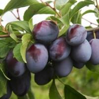 Саджанці сливи Богатир - 2-річний