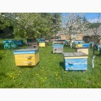 Бжолопакети