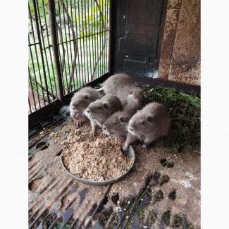 Продам нутрий