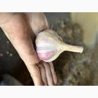 Продам домашній часник, сорт Любаша