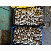Продам домашній часник, сорт Любаша